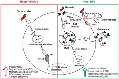 Emerging Roles of Extracellular Vesicles in Pneumococcal Infections: Immunomodulators to Potential Novel Vaccine Candidates